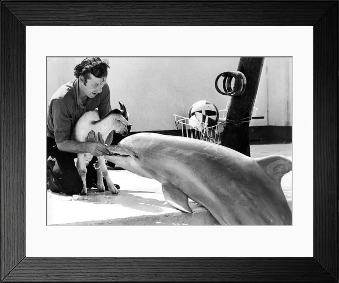 Framed Print : Handsome the dolphin performing tricks at Zoo World in Seaburn Framed Print : Handsome the dolphin performing tricks at Zoo World in Seaburn