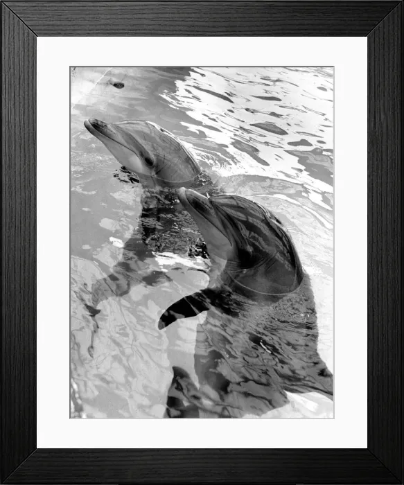 Framed Print : Dolphins waiting instructions from their trainer