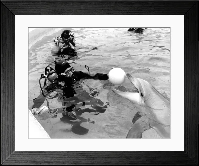 Framed Print : The Ashington divers in the pool with dolphins at Flamingoland Framed Print : The Ashington divers in the pool with dolphins at Flamingoland