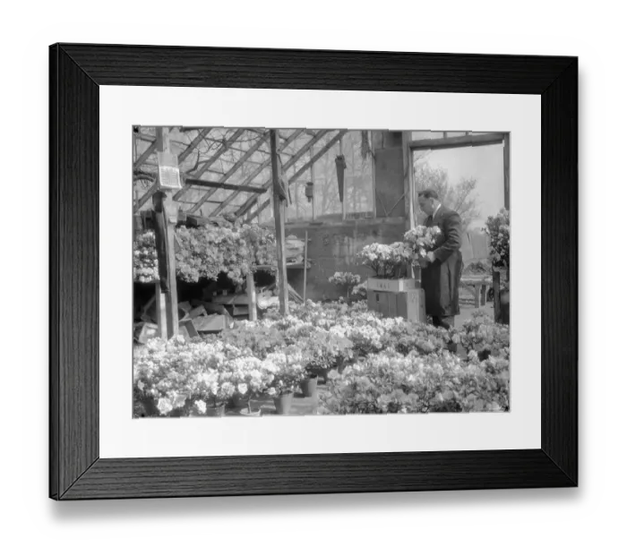 Framed Print : Azalea blooms for Easter at a Chessington Nursery, Surrey. March 1934 Framed Print : Azalea blooms for Easter at a Chessington Nursery, Surrey. March 1934