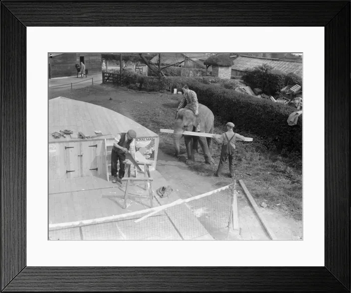 Framed Print : Elephant carrying wood for the workmen at Chessington Zoo. April 1935 Framed Print : Elephant carrying wood for the workmen at Chessington Zoo. April 1935