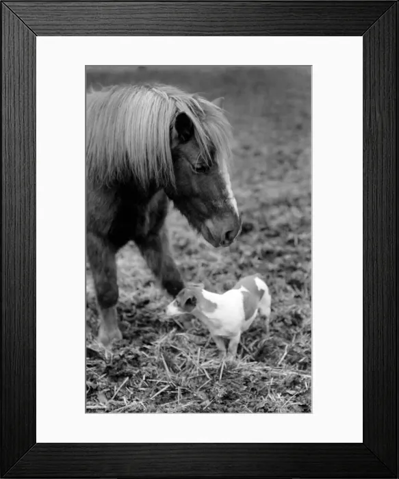 Framed Print : Nipper a kennel bred working terrier like all other dogs feels the cold these Framed Print : Nipper a kennel bred working terrier like all other dogs feels the cold these