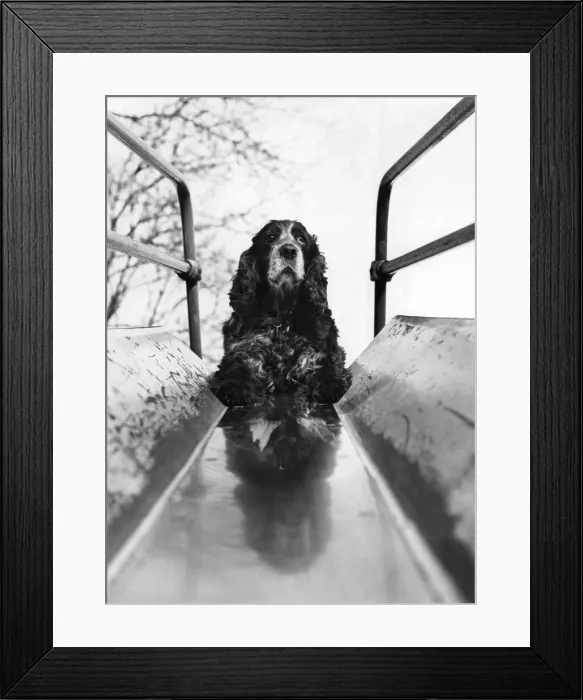 Framed Print : Misty the spaniel loves to go to her local park in Bury, Lancashire Framed Print : Misty the spaniel loves to go to her local park in Bury, Lancashire