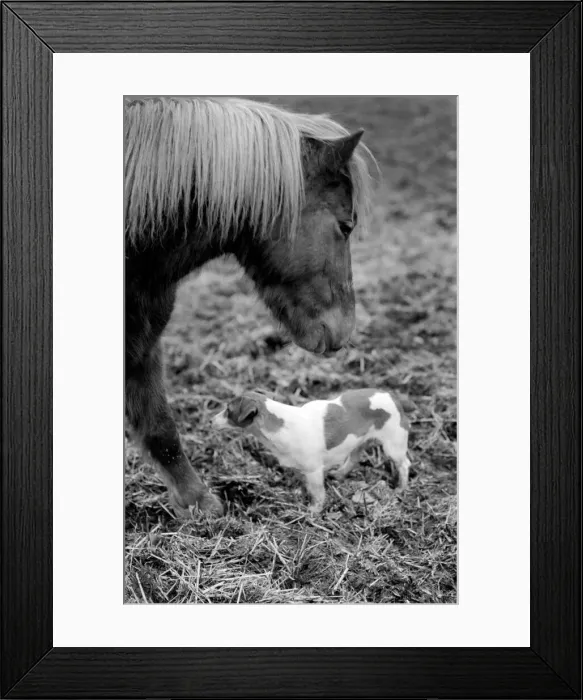 Framed Print : Nipper a kennel bred working terrier like all other dogs feels the cold these