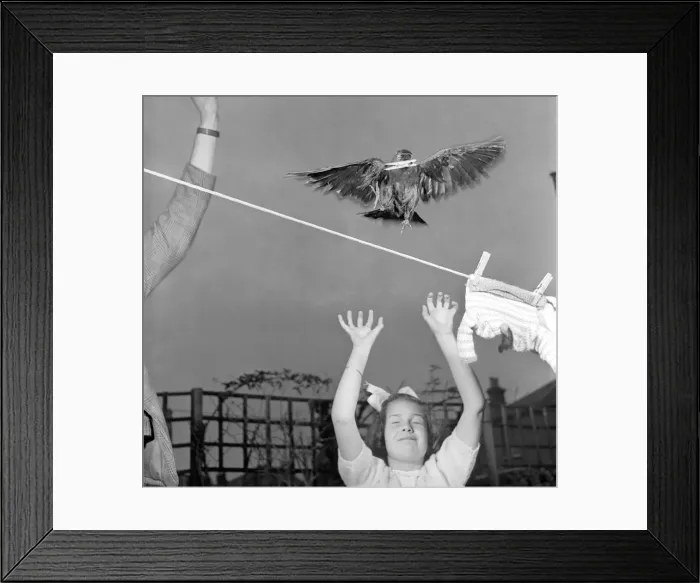 Framed Print : Hanging dollies smalls Along comes Jack the Jackdaw Dollies scanties falls Framed Print : Hanging dollies smalls Along comes Jack the Jackdaw Dollies scanties falls