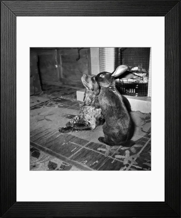 Framed Print : Animal Friendships. Dog and Rabbit. December 1953 D7698-001