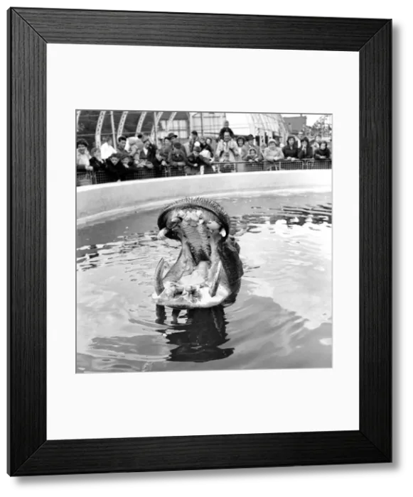 Framed Print : Nicholas the hippo at Belle Vue Zoo in Manchester is fed with a cake brought for him by Framed Print : Nicholas the hippo at Belle Vue Zoo in Manchester is fed with a cake brought for him by
