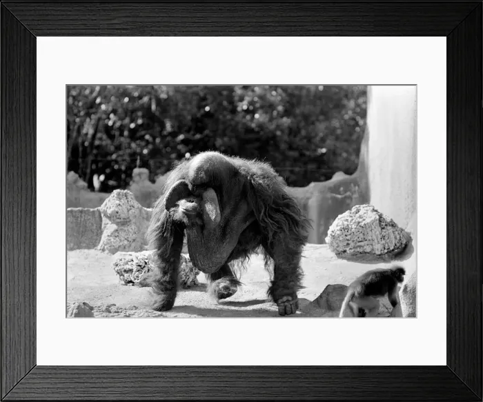Framed Print : Even the worlds ugliest expectant father suffers from nerves while his wife lazes in Framed Print : Even the worlds ugliest expectant father suffers from nerves while his wife lazes in