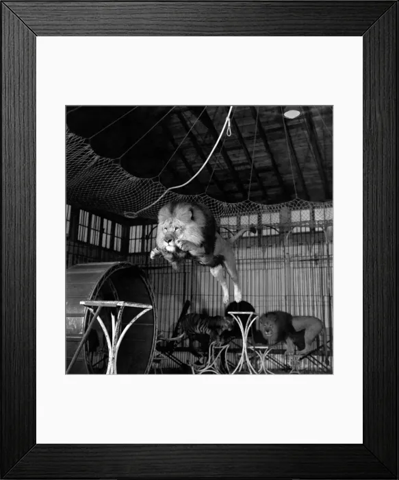 Framed Print : Circus lion jumping from a table inside his cage. December 1953 D7319-003 Framed Print : Circus lion jumping from a table inside his cage. December 1953 D7319-003
