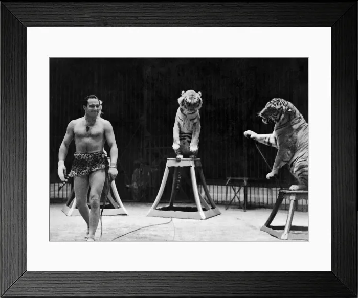 Framed Print : Gilbert Honche and tigers at Belle vue circus. January 1947 P009685 Framed Print : Gilbert Honche and tigers at Belle vue circus. January 1947 P009685