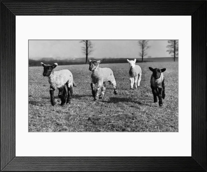 Framed Print : Baby lambs on the fields as Spring arrives March 1954 P009545