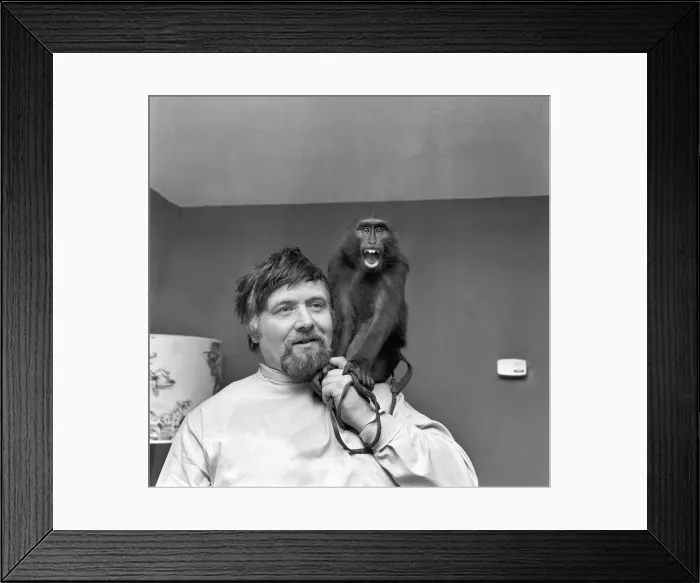 Framed Print : Bandleader and rugby supporter Ernest Baker with cheeky Abyssinian mountain ape on his Framed Print : Bandleader and rugby supporter Ernest Baker with cheeky Abyssinian mountain ape on his