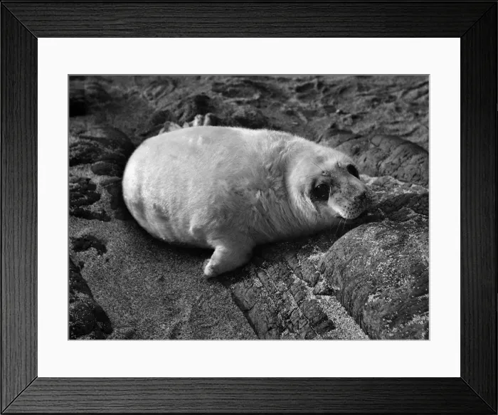 Framed Print : A grey seal. December 1958 P009732 Framed Print : A grey seal. December 1958 P009732