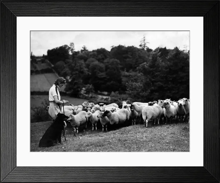 Framed Print : At prayer in the fields. Miss Eileen Foot, girl shepherdess of Almondsbury, near Bristol