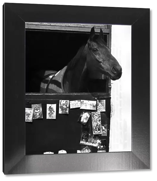 Red Rum back home in his stable after winning the Grand National for the third time