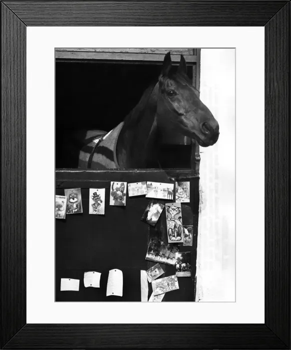 Framed Print : Red Rum back home in his stable after winning the Grand National for the third time Framed Print : Red Rum back home in his stable after winning the Grand National for the third time
