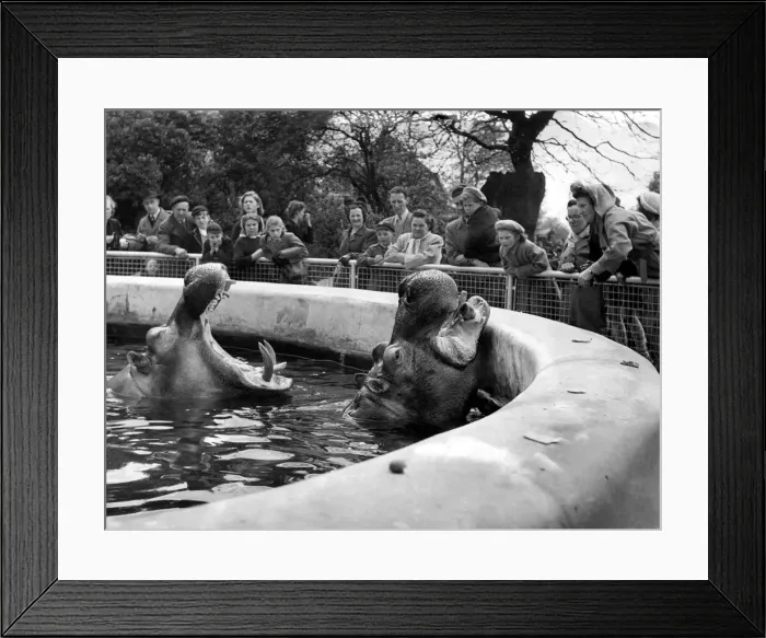 Framed Print : You would not think that a hippopotamus, with its cavernous, leathery, creaking jaws Framed Print : You would not think that a hippopotamus, with its cavernous, leathery, creaking jaws