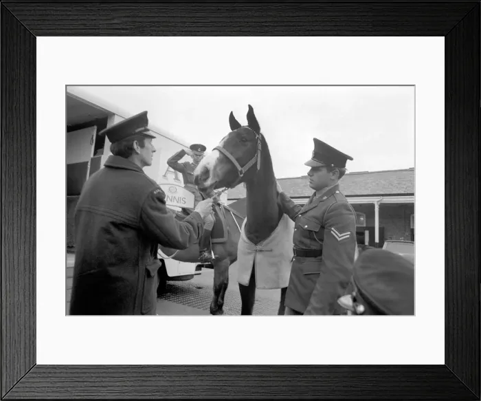 Framed Print : Dennis'is the first Army horse to go into retirement under the recent Framed Print : Dennis'is the first Army horse to go into retirement under the recent