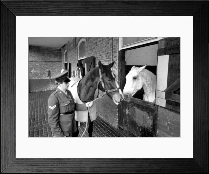 Framed Print : Dennis'is the first Army horse to go into retirement under the recent Framed Print : Dennis'is the first Army horse to go into retirement under the recent