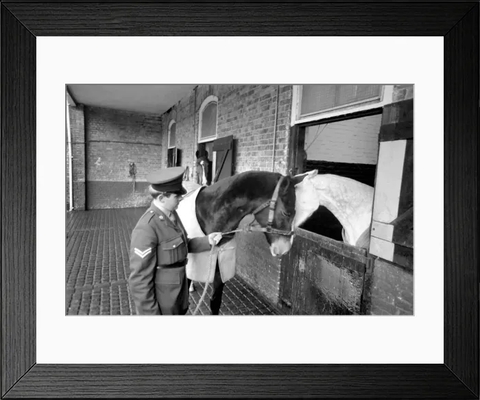 Framed Print : Dennis'is the first Army horse to go into retirement under the recent