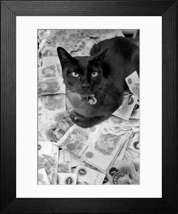 Framed Print : The 18 months old Burmese cat Josef was left £500 by coventry woman Mrs