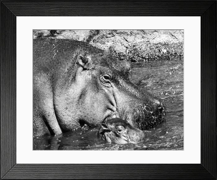 Framed Print : In the swim... the baby hippopotamus takes expertly to the water on its first outing Framed Print : In the swim... the baby hippopotamus takes expertly to the water on its first outing