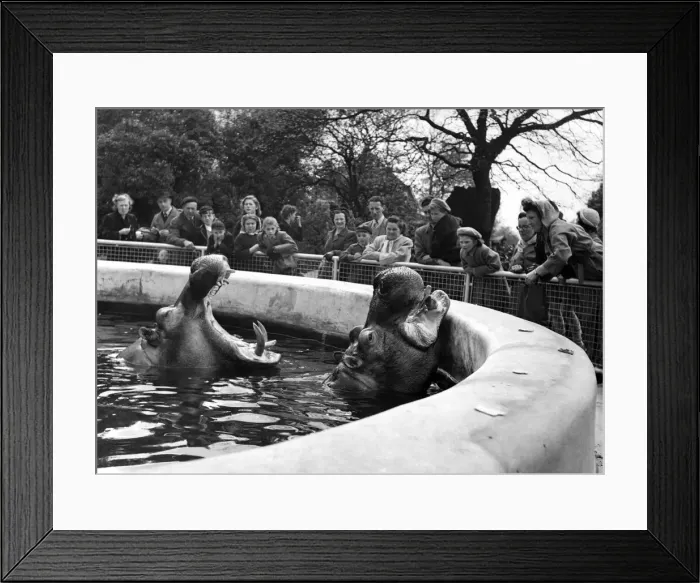 Framed Print : You would not think that a hippopotamus, with its cavernous, leathery, creaking jaws