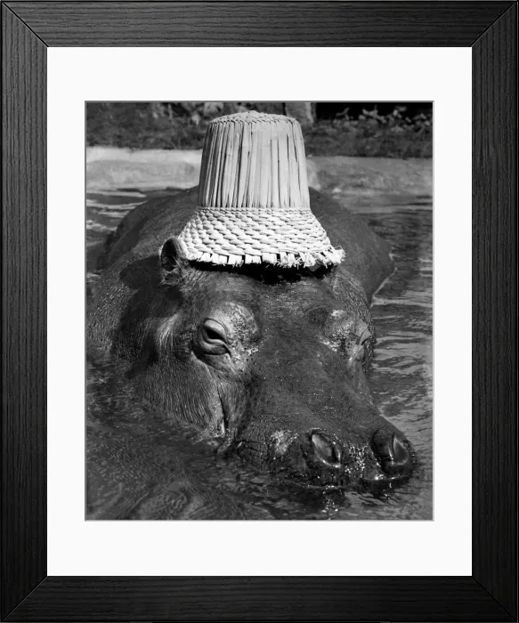 Framed Print : Humphrey a hippo at Chessington Zoo lazes in his pool wearing a slightly undersized straw