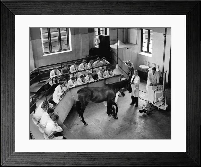 Framed Print : In the demonstration theatre at the Royal Veterinary College, Royal College St. N. W Framed Print : In the demonstration theatre at the Royal Veterinary College, Royal College St. N. W