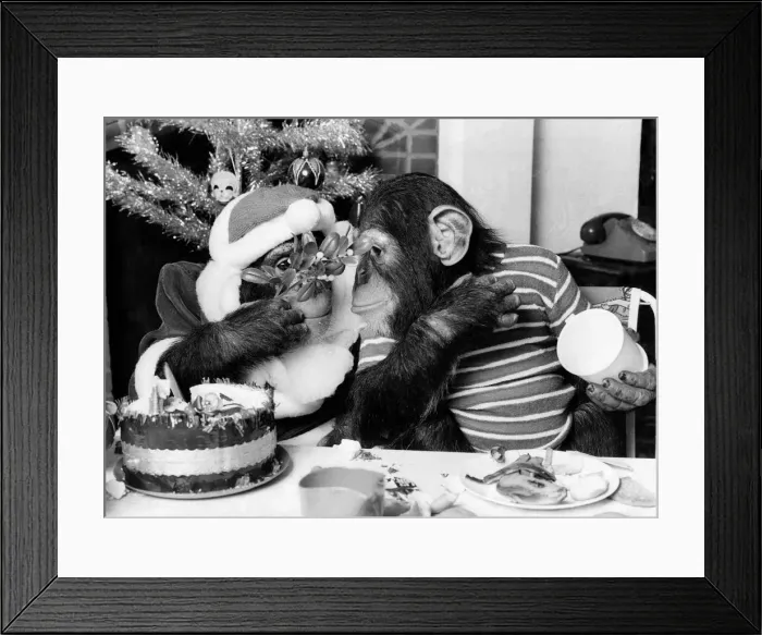 Framed Print : Chimpanzee having a Christmas party. December 1978 P004071 Framed Print : Chimpanzee having a Christmas party. December 1978 P004071