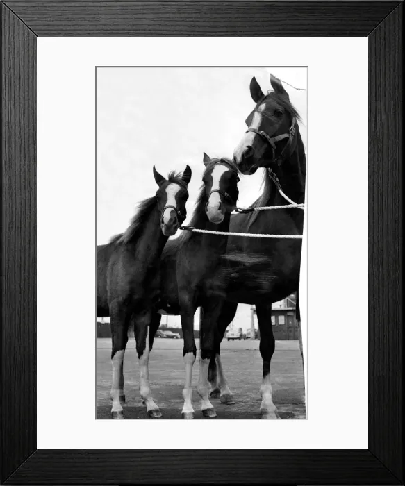 Framed Print : The Arab mare Shades of Night with her twin foals Dancing Sunlight and Dancing Shadows Framed Print : The Arab mare Shades of Night with her twin foals Dancing Sunlight and Dancing Shadows