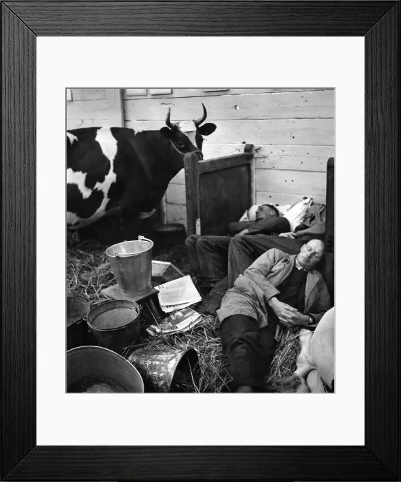 Framed Print : Exhibitors preparing for the Horticultural Exhibition exhausted after settling their cows
