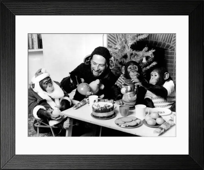 Framed Print : Chimpanzee Christmas party December 1978 P004075 Framed Print : Chimpanzee Christmas party December 1978 P004075