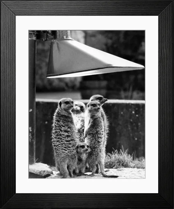 Framed Print : Sunny days are already here for this happy family of meerkats Framed Print : Sunny days are already here for this happy family of meerkats