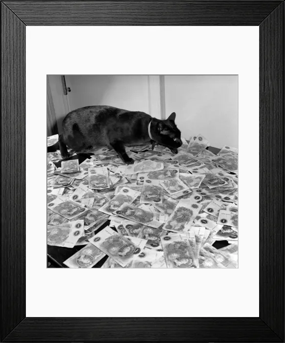 Framed Print : The 18 months old Burmese cat Josef was left £500 by coventry woman Mrs Framed Print : The 18 months old Burmese cat Josef was left £500 by coventry woman Mrs
