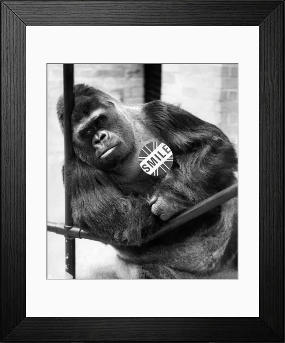 Framed Print : Pictured early morning at London Zoo, Regents Park. Guy the gorilla found it difficult to