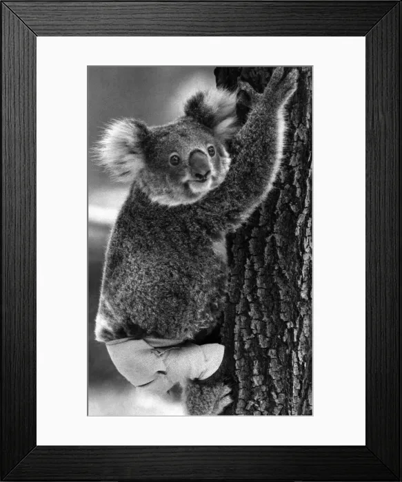 Framed Print : Lally the Koala seen here with a broken leg which she receive during trying to escape a Framed Print : Lally the Koala seen here with a broken leg which she receive during trying to escape a