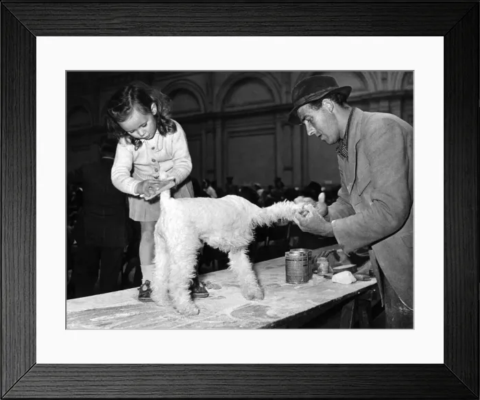 Framed Print : Miss Mannie Williams from Derby helps her father to get Wyreholme Ember ready for