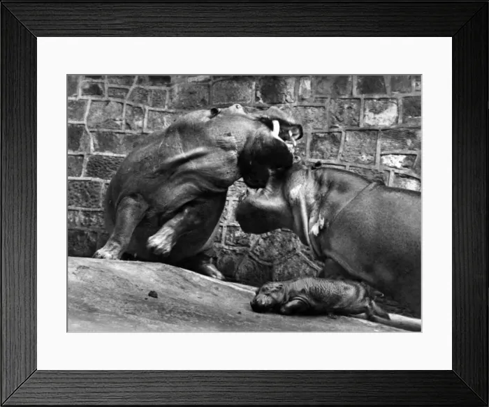 Framed Print : Mother to the Rescue: General the hippo bit off more than he could chew when his mate Framed Print : Mother to the Rescue: General the hippo bit off more than he could chew when his mate