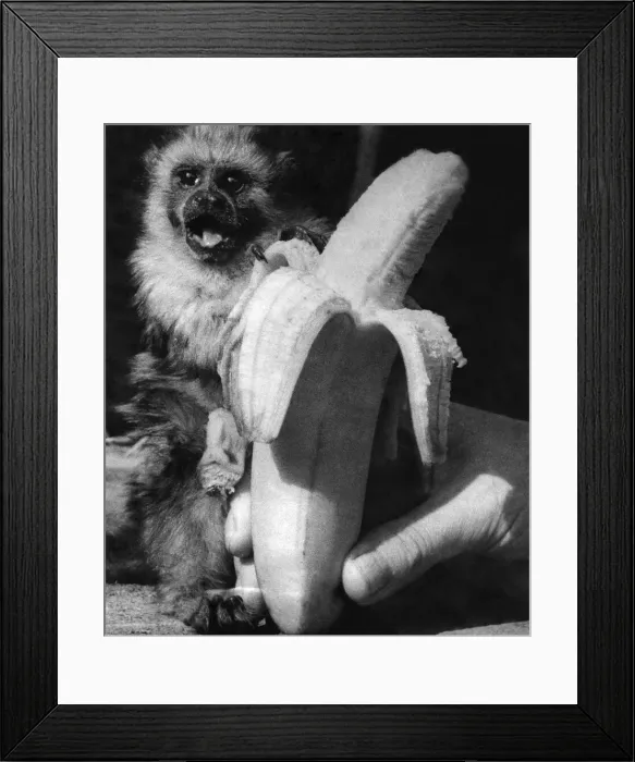 Framed Print : Animals: Monkeys. Marmosets. September 1955 P004116 Framed Print : Animals: Monkeys. Marmosets. September 1955 P004116
