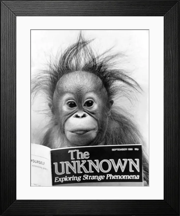 Framed Print : Animals: Monkey: Orang-utang. October 1986 P004124