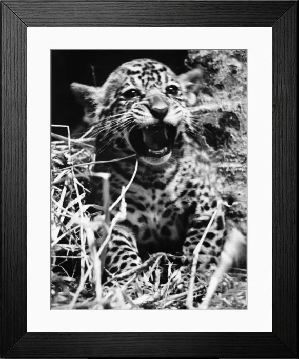Framed Print : Corona (Jaguar cub) born at London Zoo. Seems pleased to meet his visitors Framed Print : Corona (Jaguar cub) born at London Zoo. Seems pleased to meet his visitors