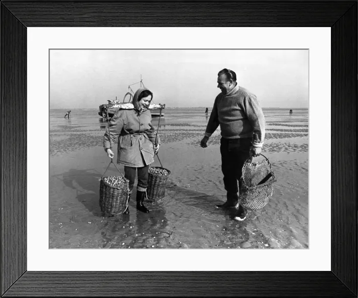Framed Print : Fishing Industry: Cockle fishing. June 1969 P003638 Framed Print : Fishing Industry: Cockle fishing. June 1969 P003638