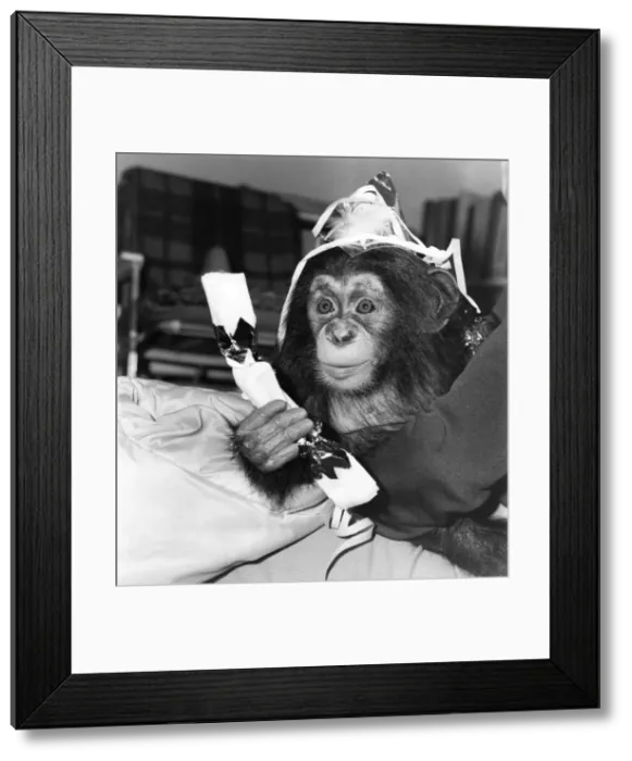 Framed Print : Facing the cameras for the first time, its Prince William the Second of Twycross Zoo Framed Print : Facing the cameras for the first time, its Prince William the Second of Twycross Zoo
