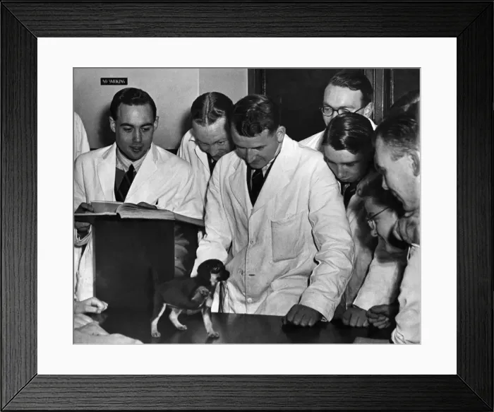 Framed Print : Animals Vets: Trainee Vets seen here at the Royal veterinary Collage, examine a Puppy