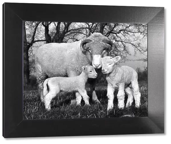 Ewe with twin lambs. December 1965 P004142