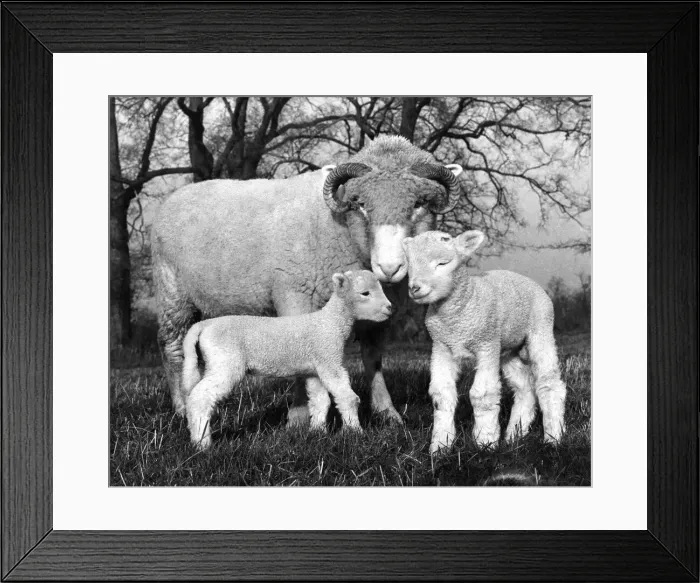 Framed Print : Ewe with twin lambs. December 1965 P004142