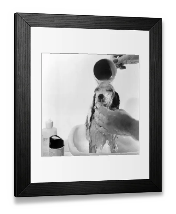 Framed Print : Poodle owned by Miss Marilyn Willis seen here getting the full beauty treatment Framed Print : Poodle owned by Miss Marilyn Willis seen here getting the full beauty treatment