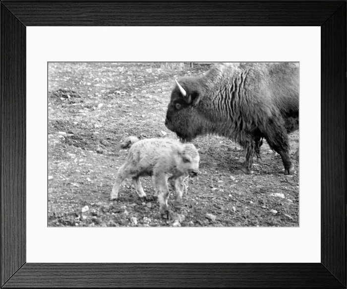 Framed Print : An American Bison calf born on 20th December, 1969 is on view in a paddock of the Old Framed Print : An American Bison calf born on 20th December, 1969 is on view in a paddock of the Old