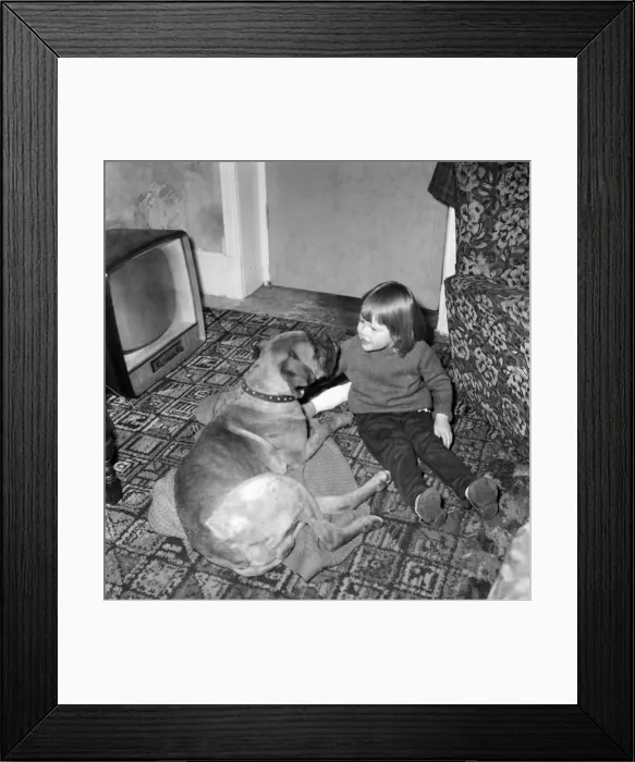 Framed Print : Toby the playful boxer dog content to receive sympathetic attention from his two years Framed Print : Toby the playful boxer dog content to receive sympathetic attention from his two years
